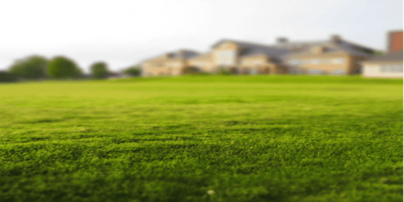 Website - Spotlight Template - Grass